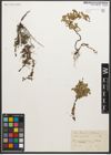 Foto von Salix retusa L.